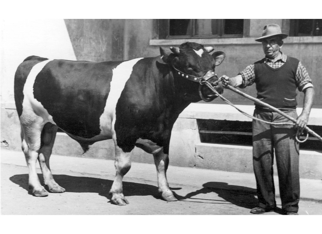 Toro da esposizione
