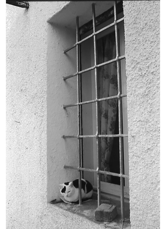 part finestra gatto